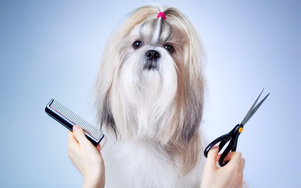 Perro shih tzu de pelo largo en la peluquería, entre un peine y unas tijeras